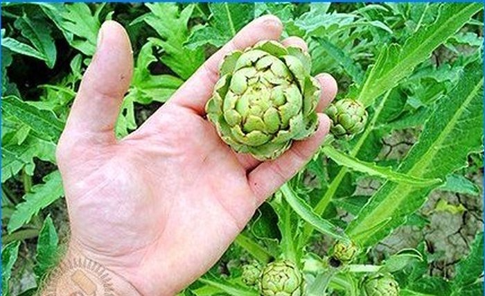 Nous cultivons des légumes exotiques dans un chalet d'été régulier