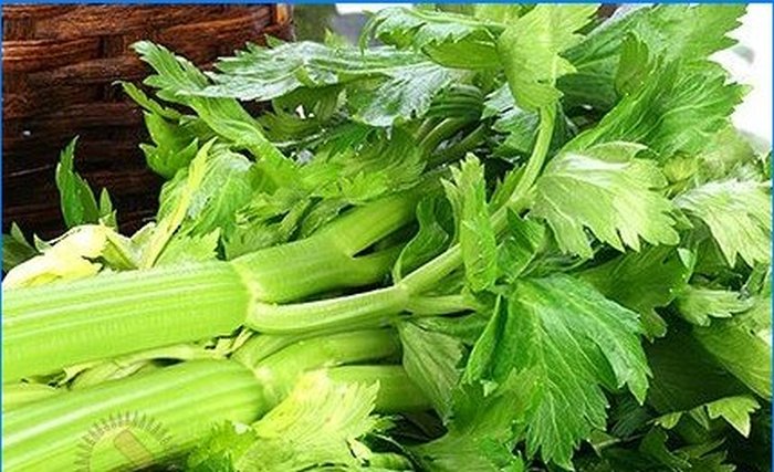 Nous cultivons des légumes exotiques dans un chalet d'été régulier