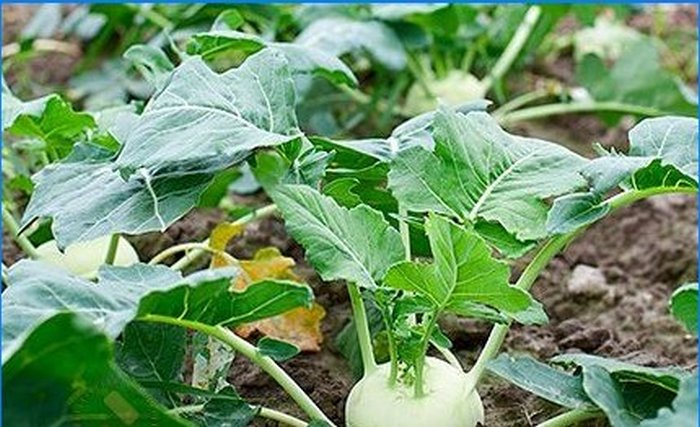 Nous cultivons des légumes exotiques dans un chalet d'été régulier