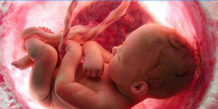 Foetus dans l'utérus
