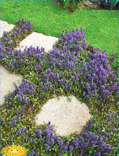 Plantes résistantes pour sentiers pédestres, parkings, aires de jeux sur le site