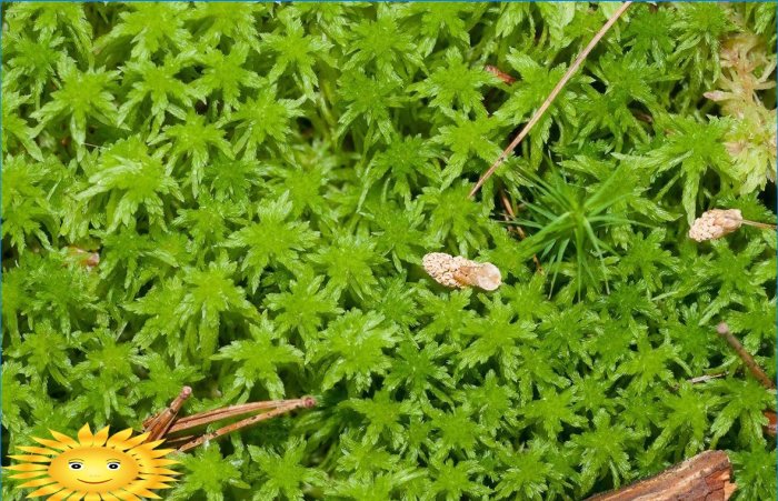 Plantes résistantes pour sentiers pédestres, parkings, aires de jeux sur le site