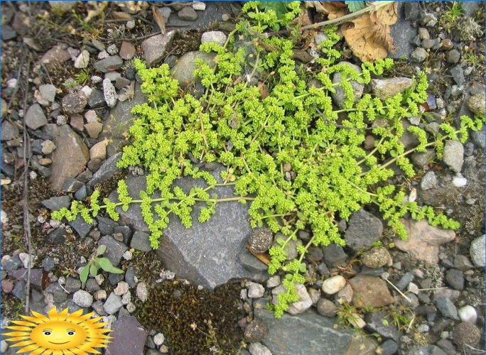 Plantes résistantes pour sentiers pédestres, parkings, aires de jeux sur le site