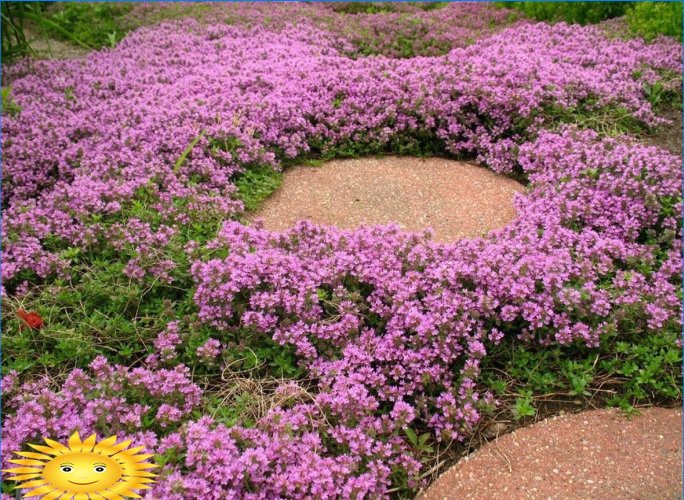 Plantes résistantes pour sentiers pédestres, parkings, aires de jeux sur le site