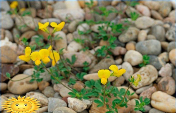 Plantes résistantes pour sentiers pédestres, parkings, aires de jeux sur le site