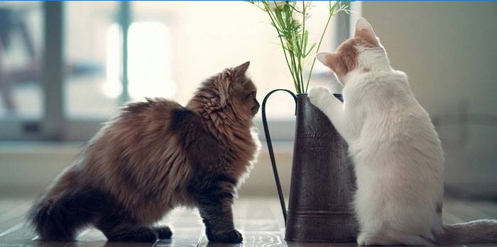 Chats à la maison