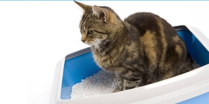Chat dans un bac