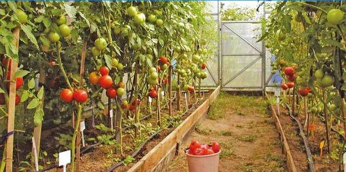 Variétés de tomates pour serres