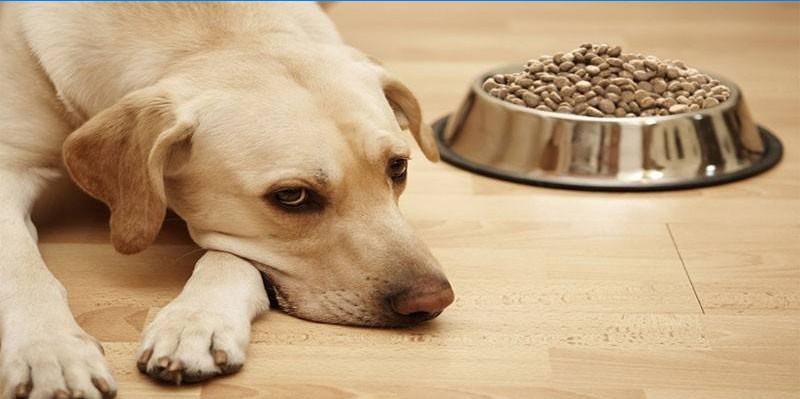 Perte d'appétit pour animaux de compagnie