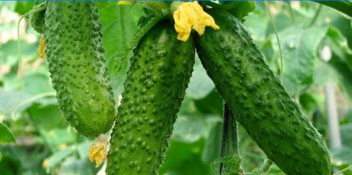 Concombres dans le jardin
