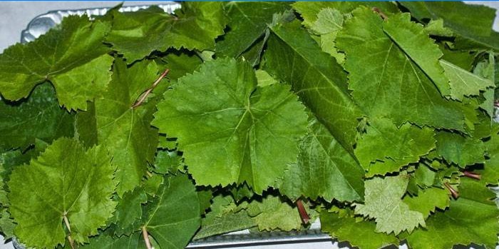 Feuilles de vigne fraîches
