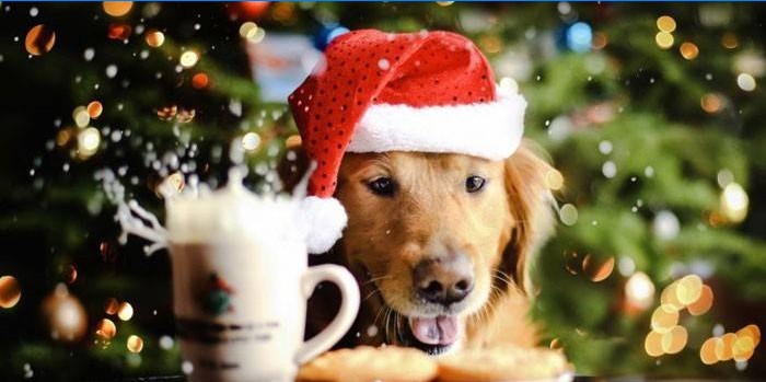 Chien au chapeau de père Noël