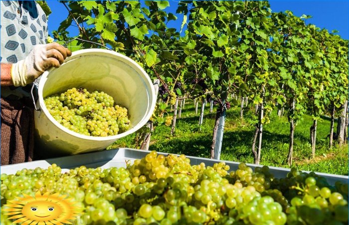 Vignoble intelligent: les bases des bases