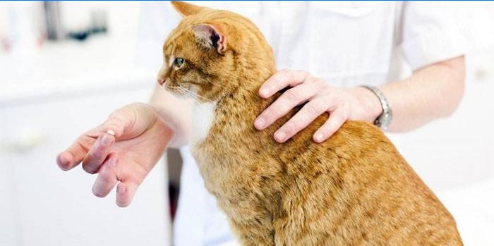 Un vétérinaire donne un médicament pour chat