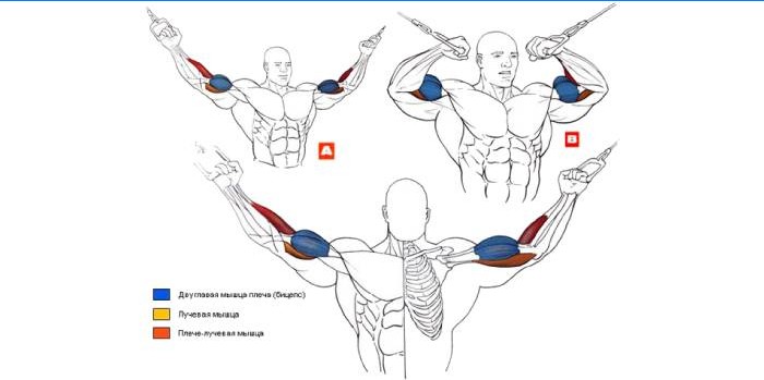 Exercice Crossover Biceps