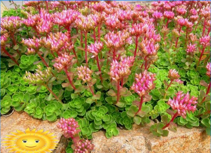 Sedum faux