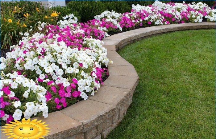 Bordures florales: quelles plantes choisir et options de conception