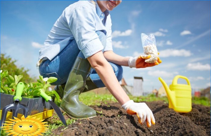 Planter un potager selon le calendrier lunaire