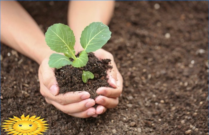 Planter des plants de chou