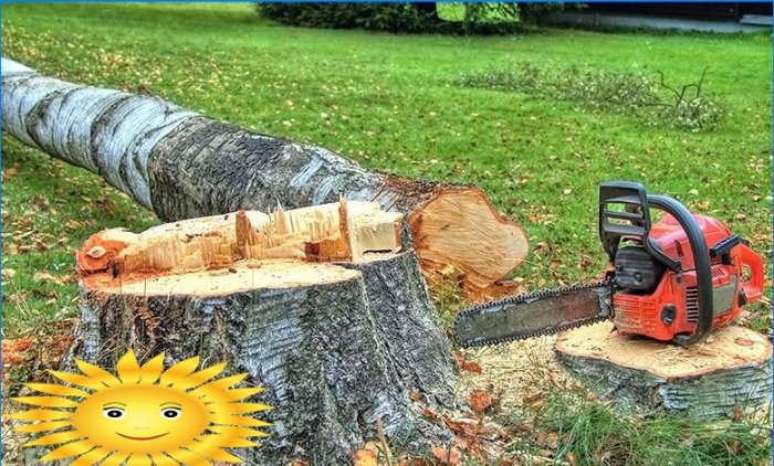 Comment couper un arbre sans enfreindre la loi
