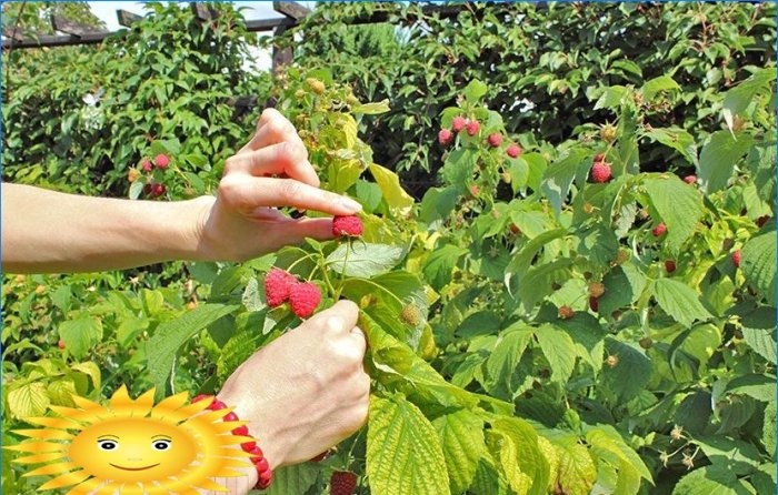 Comment faire pousser et entretenir les framboises