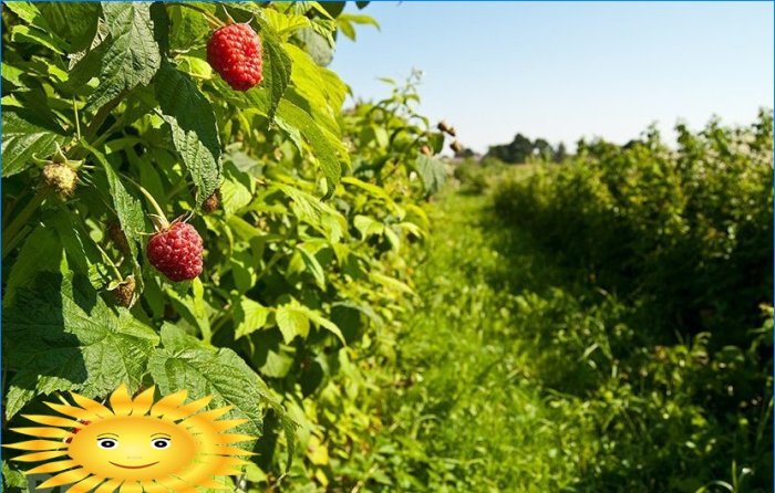 Comment faire pousser et entretenir les framboises