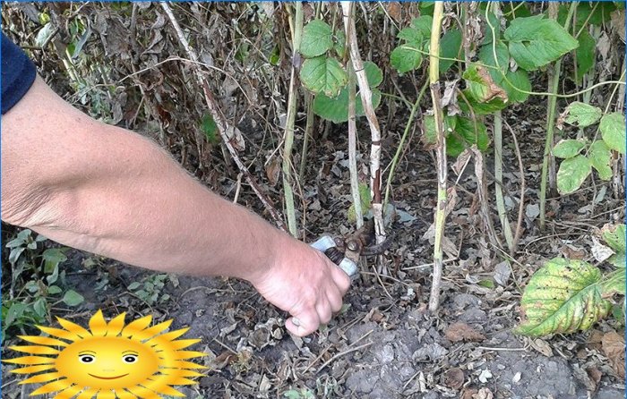 Comment faire pousser et entretenir les framboises