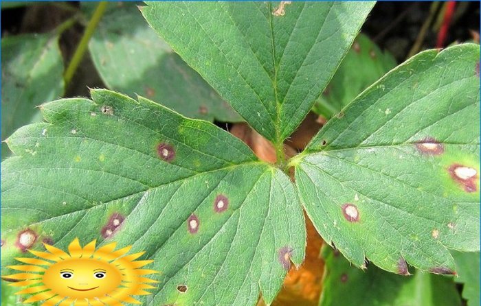 Comment faire pousser et entretenir les framboises