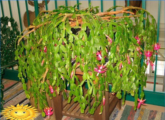 Comment faire pousser et entretenir un arbre de Noël