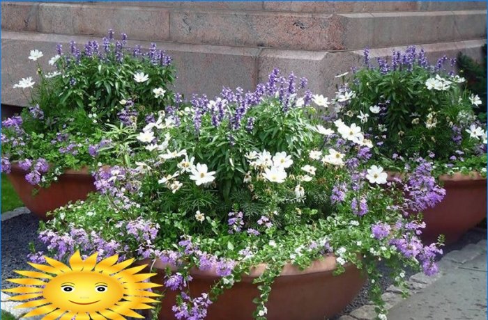 Comment faire un parterre de fleurs et planter des fleurs qui fleurissent tout l'été