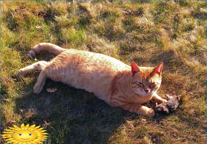 Chat a attrapé une taupe