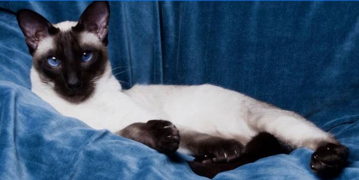 La nature et la description des chats siamois