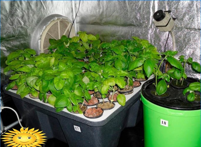 Hydroponique: plantes à la maison pour faire pousser des fleurs, des herbes et des légumes