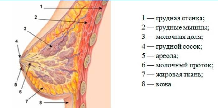 Structure du sein