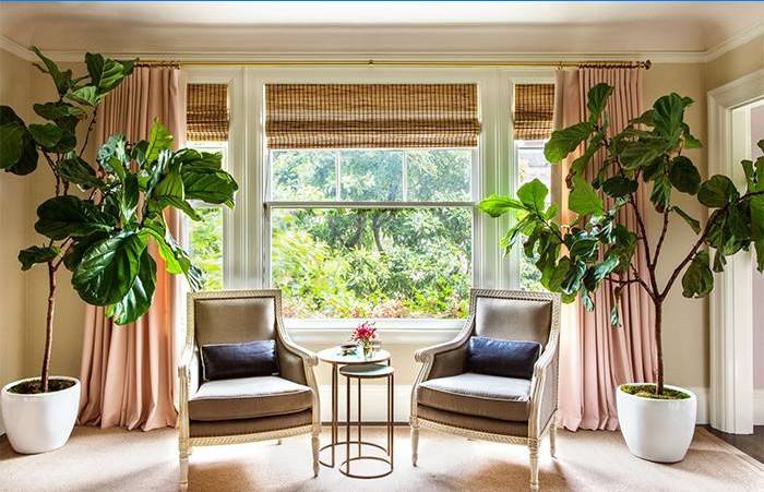Plantes dans la chambre