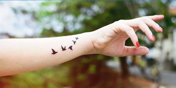 Oiseaux à portée de main