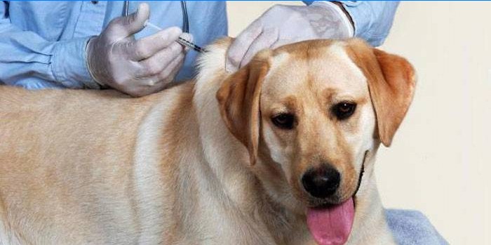 Le vétérinaire fait une injection à un chien
