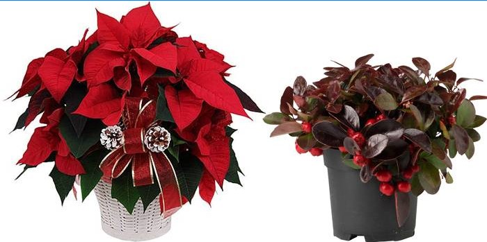Fleurs en pots