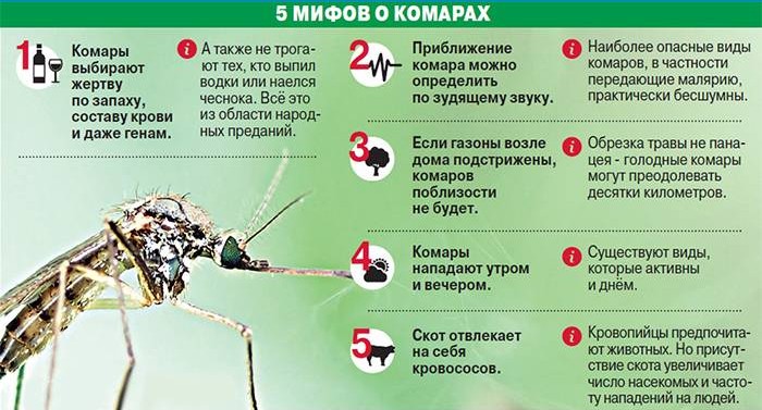 Mythes sur les moustiques