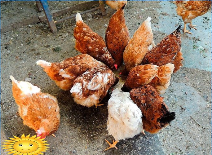 Poulailler DIY pour 10 poulets