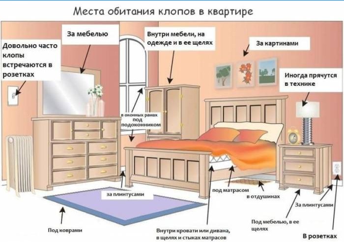 Habitats de punaises de lit dans l'appartement