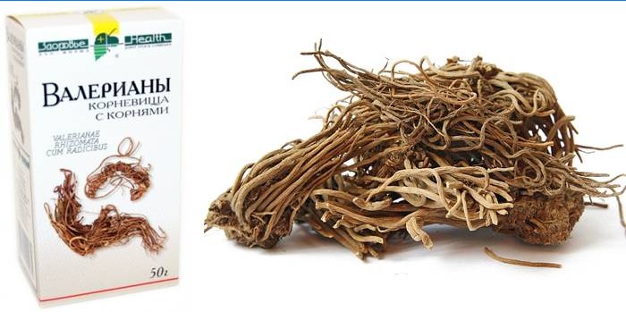 Rhizomes et racines de Valeniana