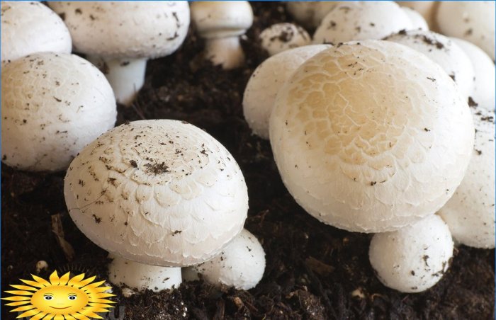 Technologie de culture du champignon