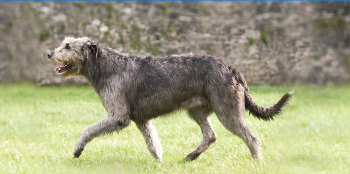Race Irish Wolfhound