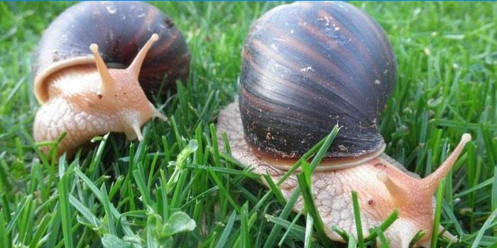 Escargots africains Achatina