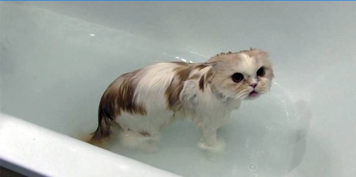 Chat dans le bain