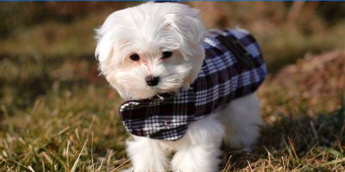 Chien en automne pour une promenade