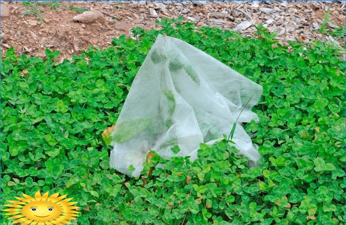 5 règles pour entretenir un jardin et un potager sous la chaleur