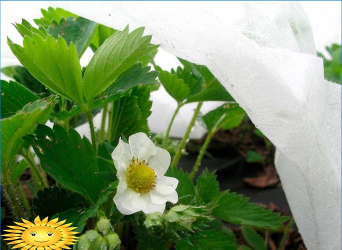 5 règles pour entretenir un jardin et un potager sous la chaleur