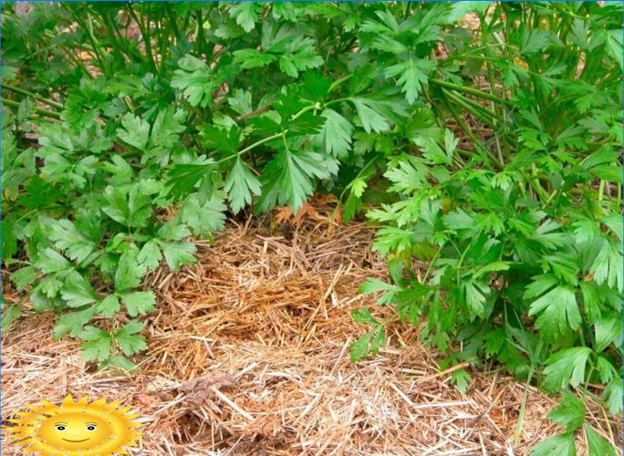 5 règles pour entretenir un jardin et un potager sous la chaleur